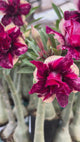 Rosa do Deserto - LANA