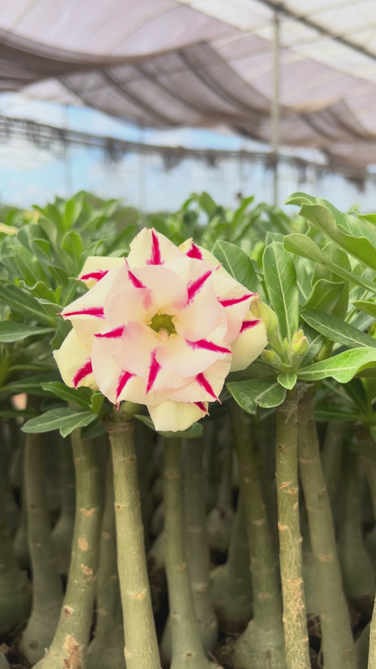 Rosa do Deserto - BRD 102