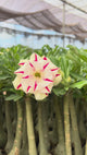 Rosa do Deserto - BRD 102