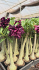 Rosa do Deserto - GM FENIX NEGRA