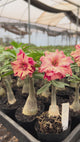 Rosa do Deserto - GM 9 ( PERFUMADA / FLOR GRANDE E MULTIPETALAS )