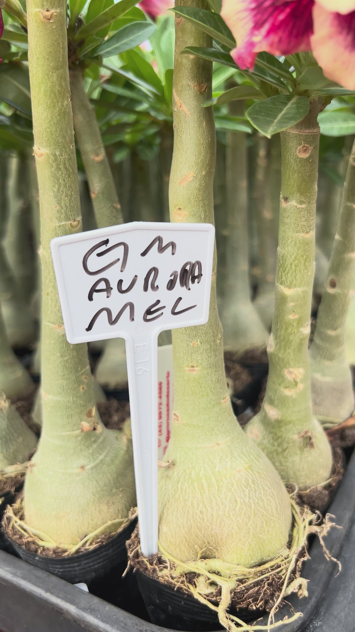 Rosa do Deserto - GM AURORA MEL