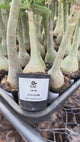 Rosa do Deserto - LM 50