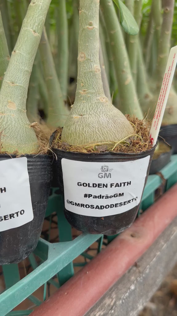 Rosa do Deserto - GOLDEN FAITH ( PERFUMADA )