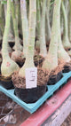Rosa do Deserto- L-14 (NEGRA)