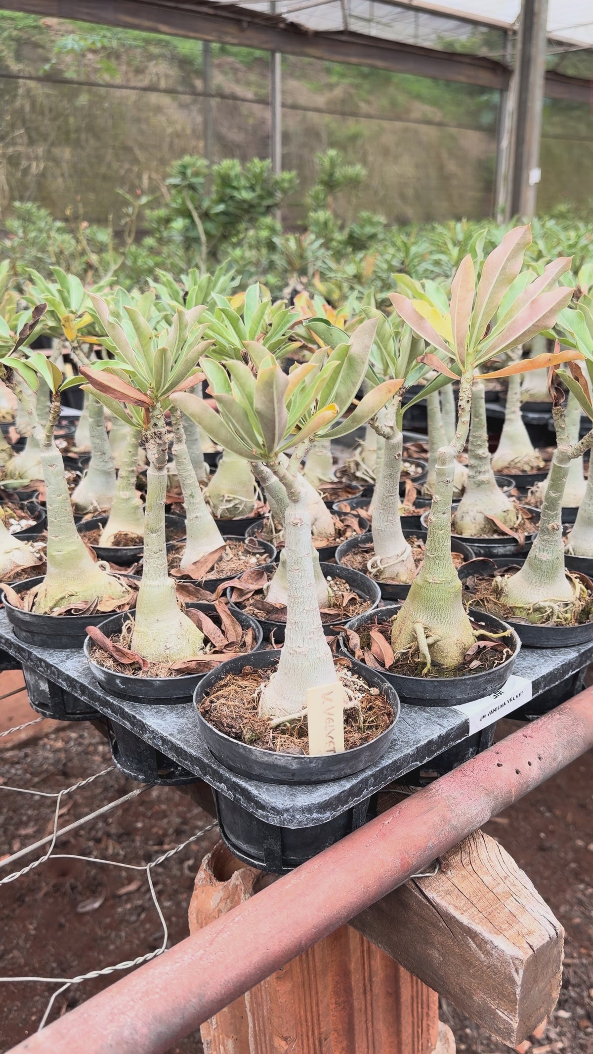 HERANÇA GM - GM VANILHA VELVET