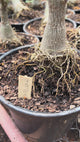 Rosa do Deserto - ENXERTO ADULTO -  GM VENOM