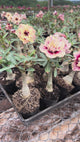 Rosa do Deserto - MUSSELA ( PERFUMADA )