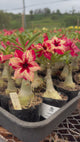 Rosa do Deserto - CANAN 33