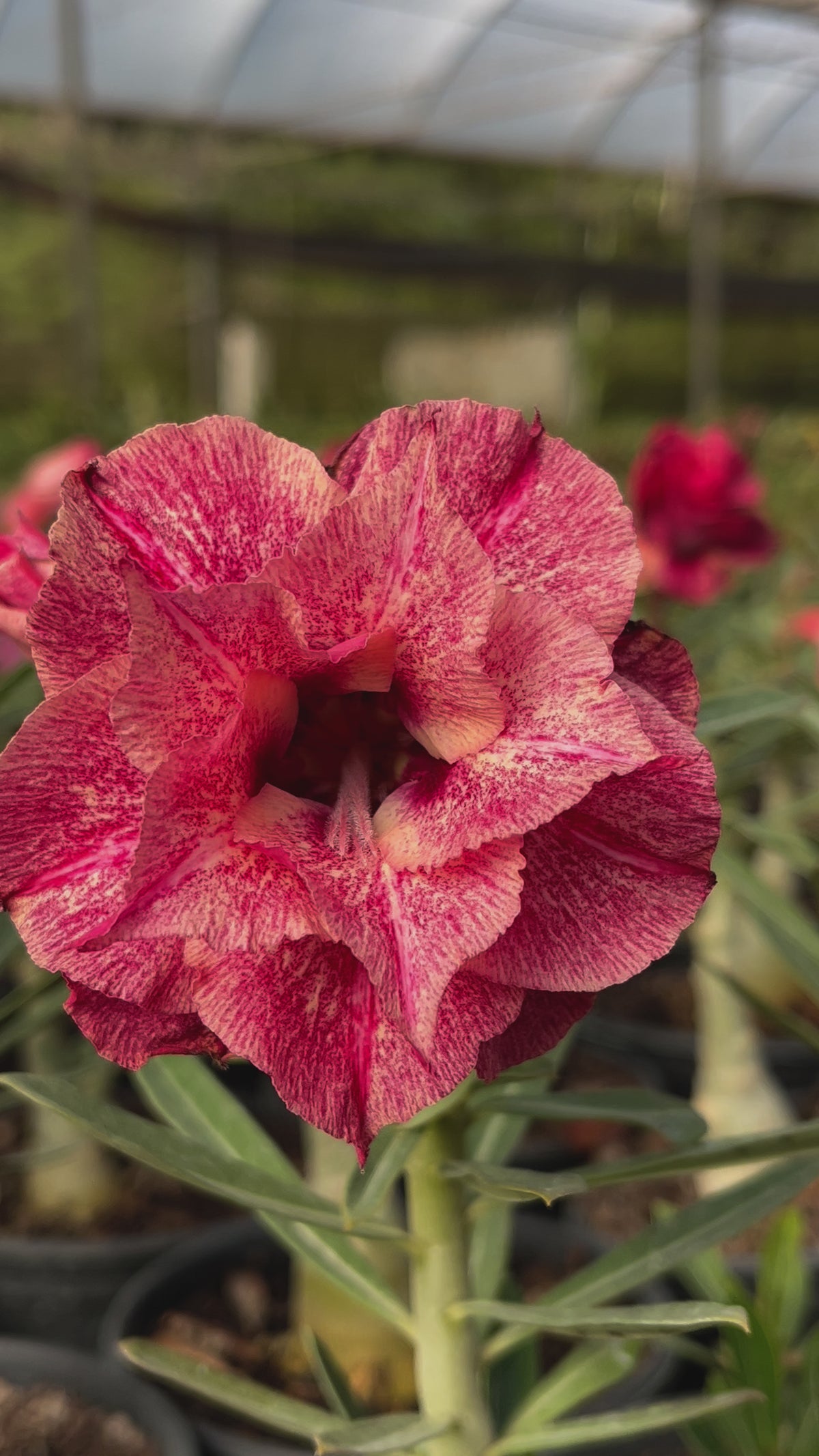 Rosa do Deserto - GM 202