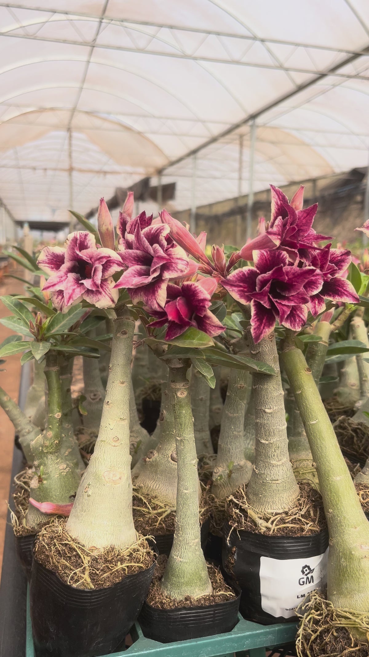 Rosa do Deserto - LM 363 ( PERFUMADA )