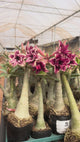 Rosa do Deserto - LM 363 ( PERFUMADA )