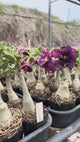 Rosa do Deserto - INDIGO GLAZE