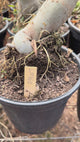Rosa do Deserto - ENXERTO ADULTO - LM 860