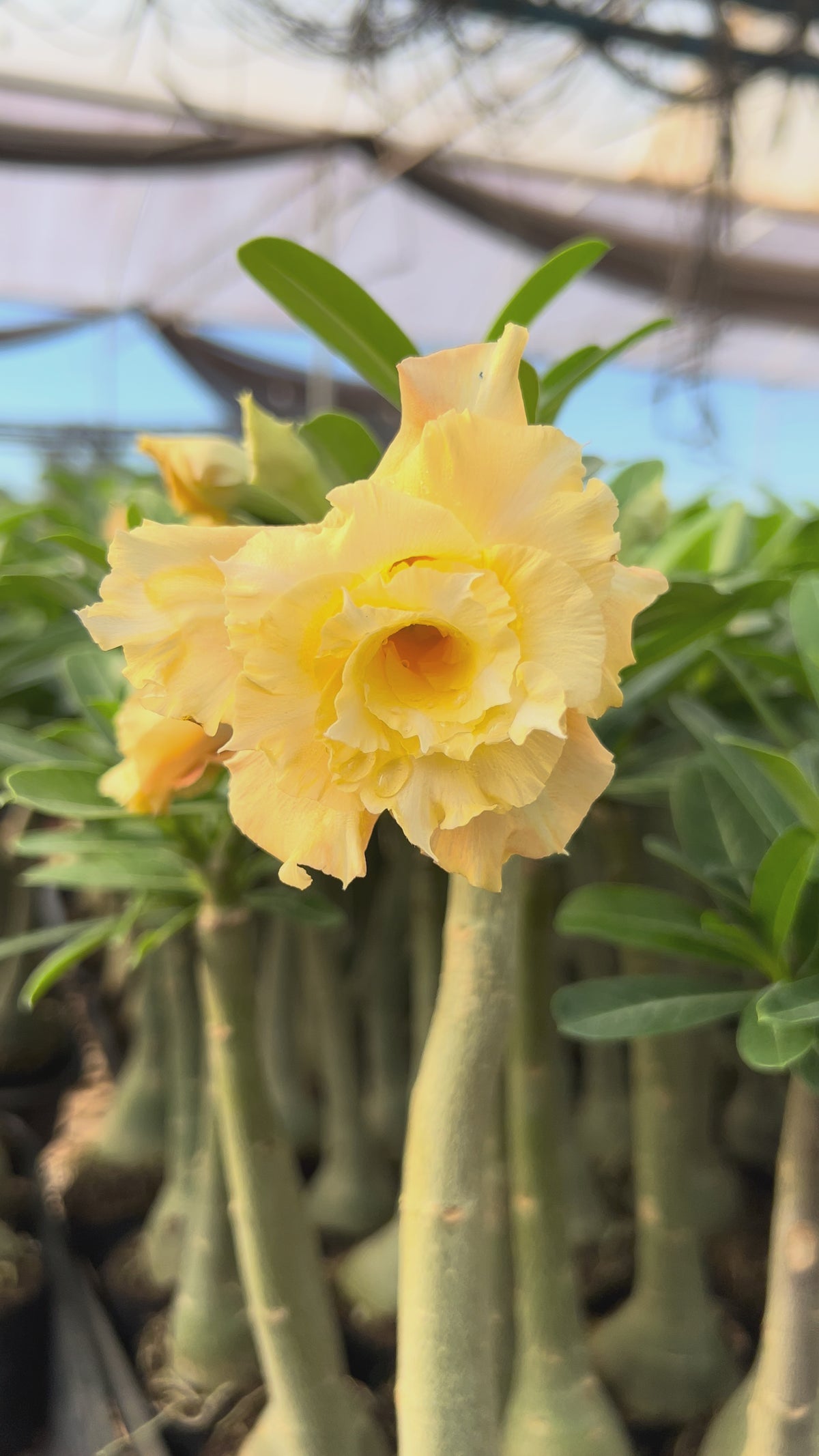 Rosa do Deserto - TS 525