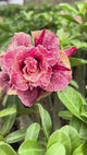Rosa do Deserto - GM CELESTIAL