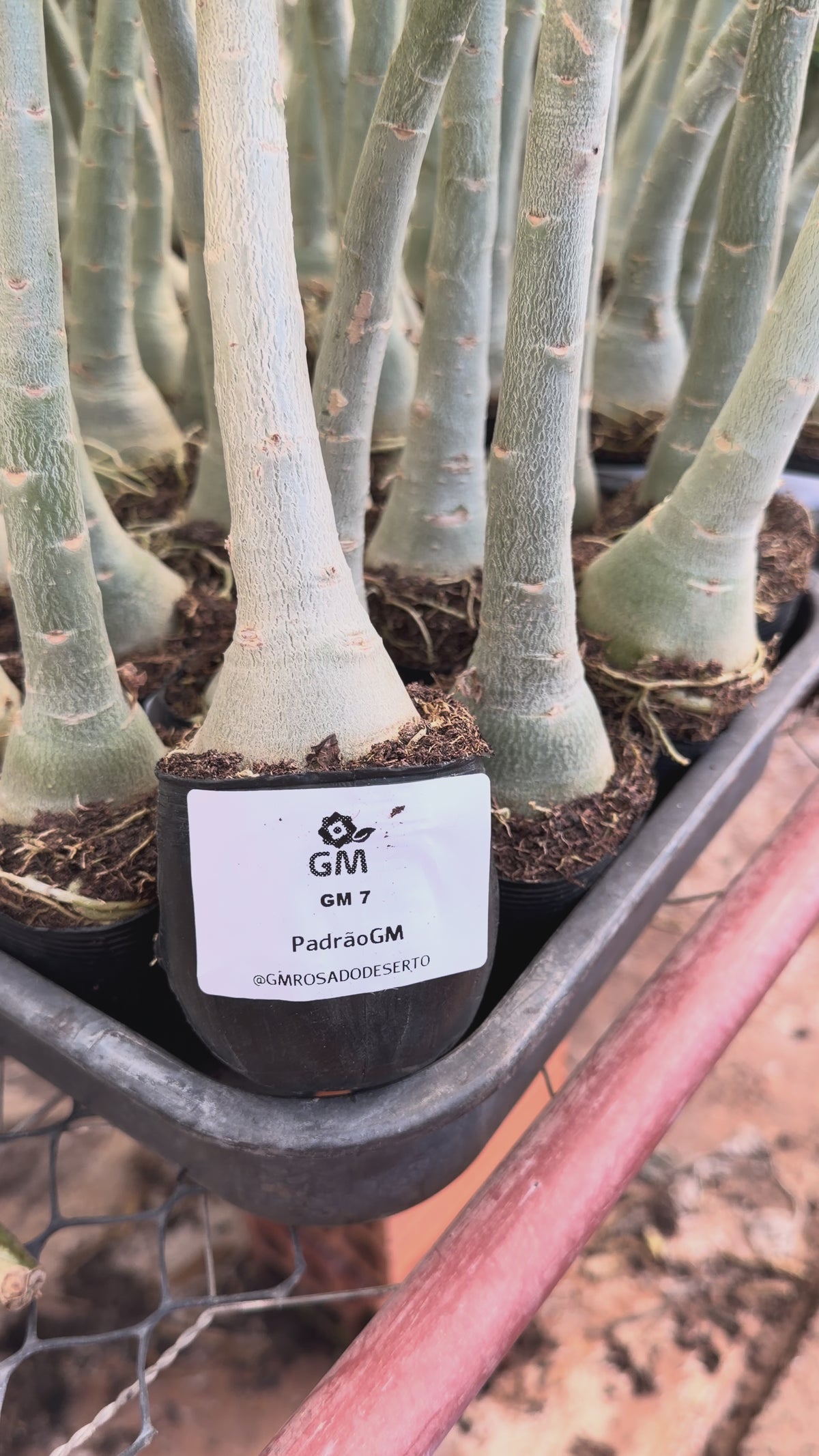 Rosa do Deserto - GM 7 ( PERFUMADA )