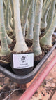 Rosa do Deserto - GM 7 ( PERFUMADA )