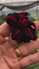 - Rosa do Deserto - GM 53 ( FLOR TRIPLA )