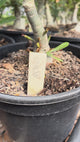 Rosa do Deserto - ENXERTO ADULTO - GM 58