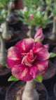 Rosa do Deserto - GM 14 ( PERFUMADA )
