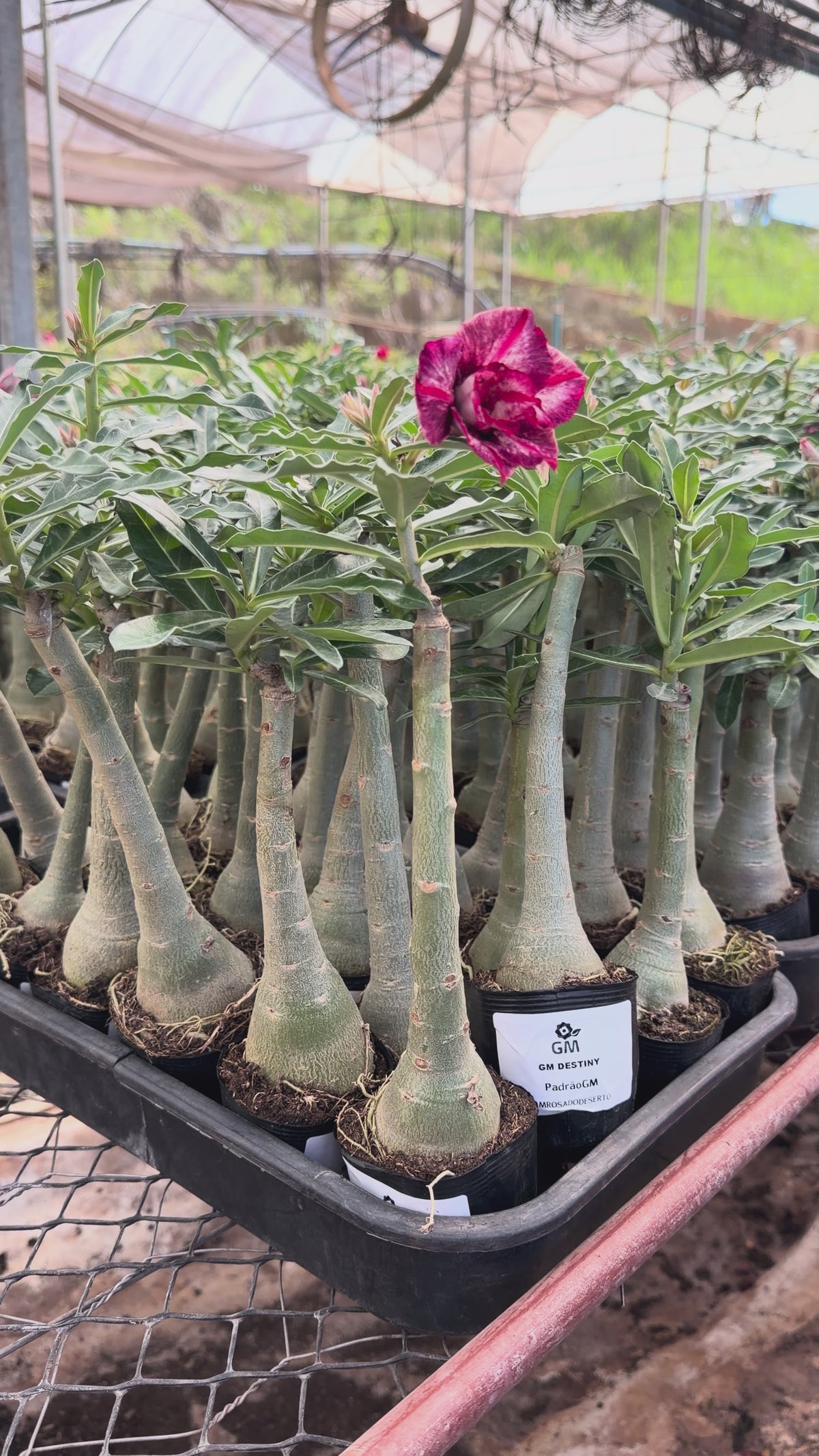Rosa do Deserto - GM DESTINY (TRIPLA)