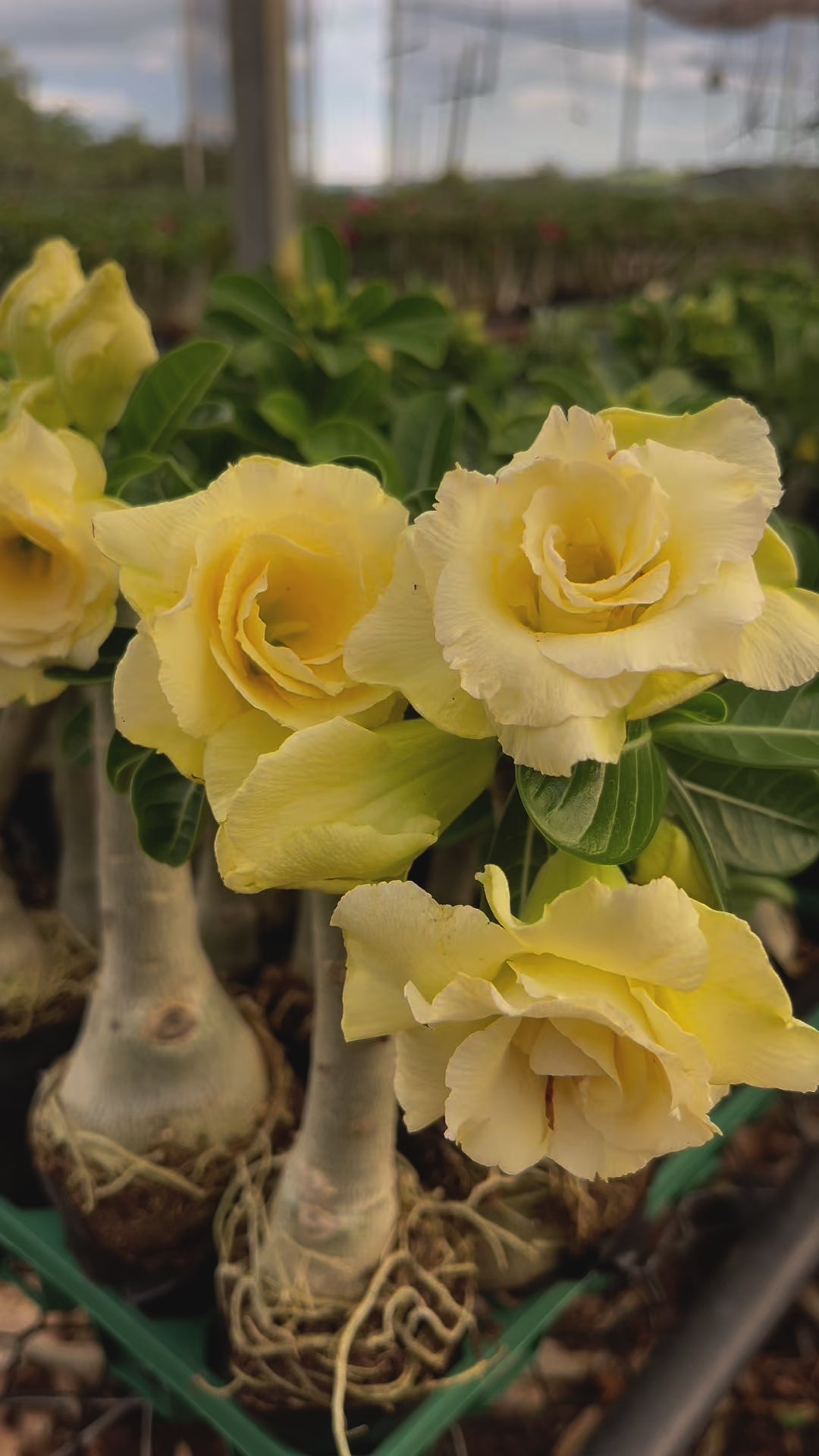 Rosa do Deserto - BRIDAL BOUQUET