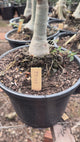 Rosa do Deserto - ENXERTO ADULTO - LM 62