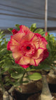 Rosa do Deserto - GM 22 ( FLOR GRANDE E MULTIPÉTALAS )