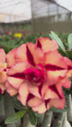 Rosa do Deserto - GM GRATIDÃO