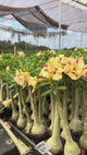 Rosa do Deserto - CANAN 117