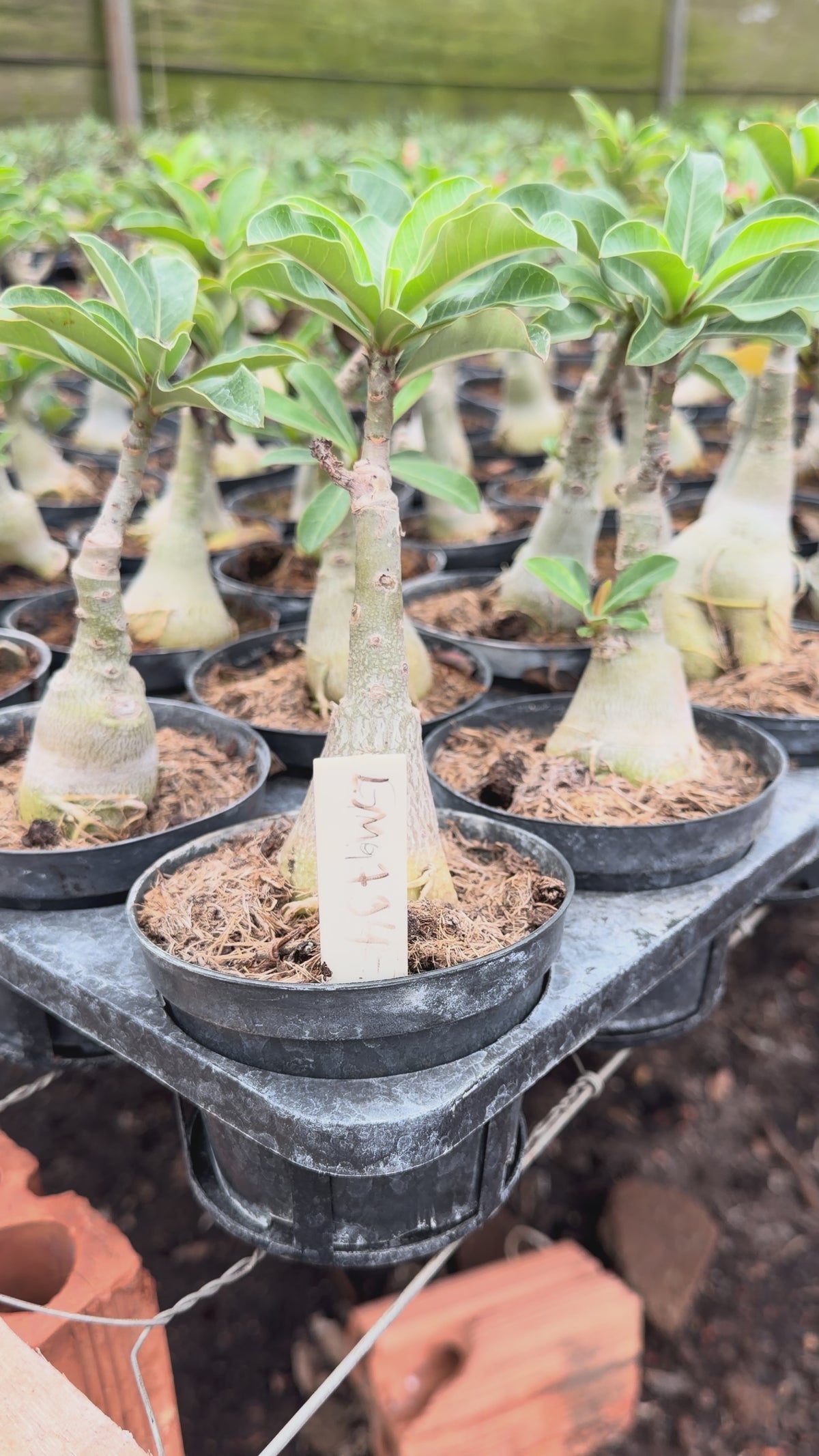 HERANÇA GM - LM 794