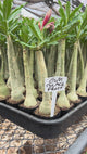 Rosa do Deserto - GM BLACK FROST