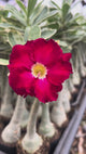 Rosa do Deserto - MEETING LOVE ( VARIEGATA )