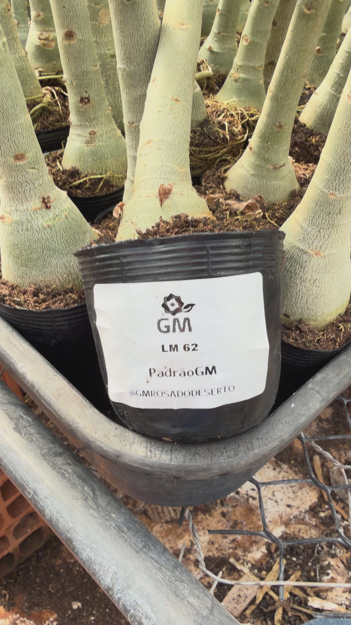 Rosa do Deserto - LM 62