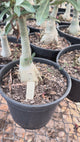 Rosa do Deserto - ENXERTO ADULTO -  BLACK CHERRY