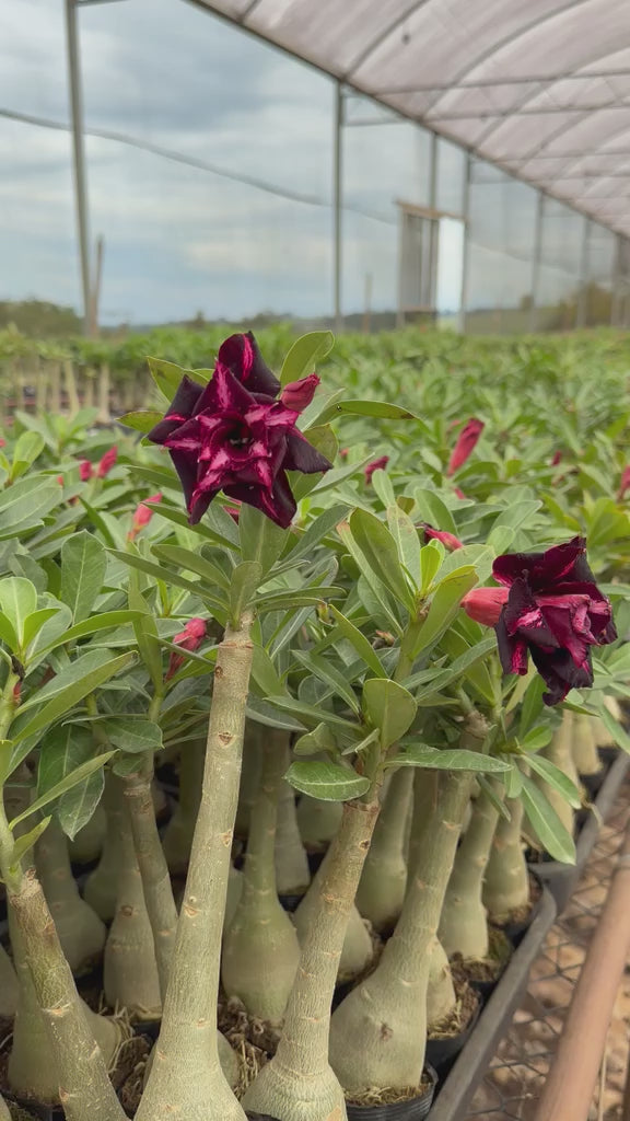 Rosa do Deserto - GM BLACK MAGIC