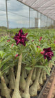 Rosa do Deserto - GM BLACK MAGIC