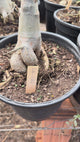 Rosa do Deserto - ENXERTO ADULTO - LM 626