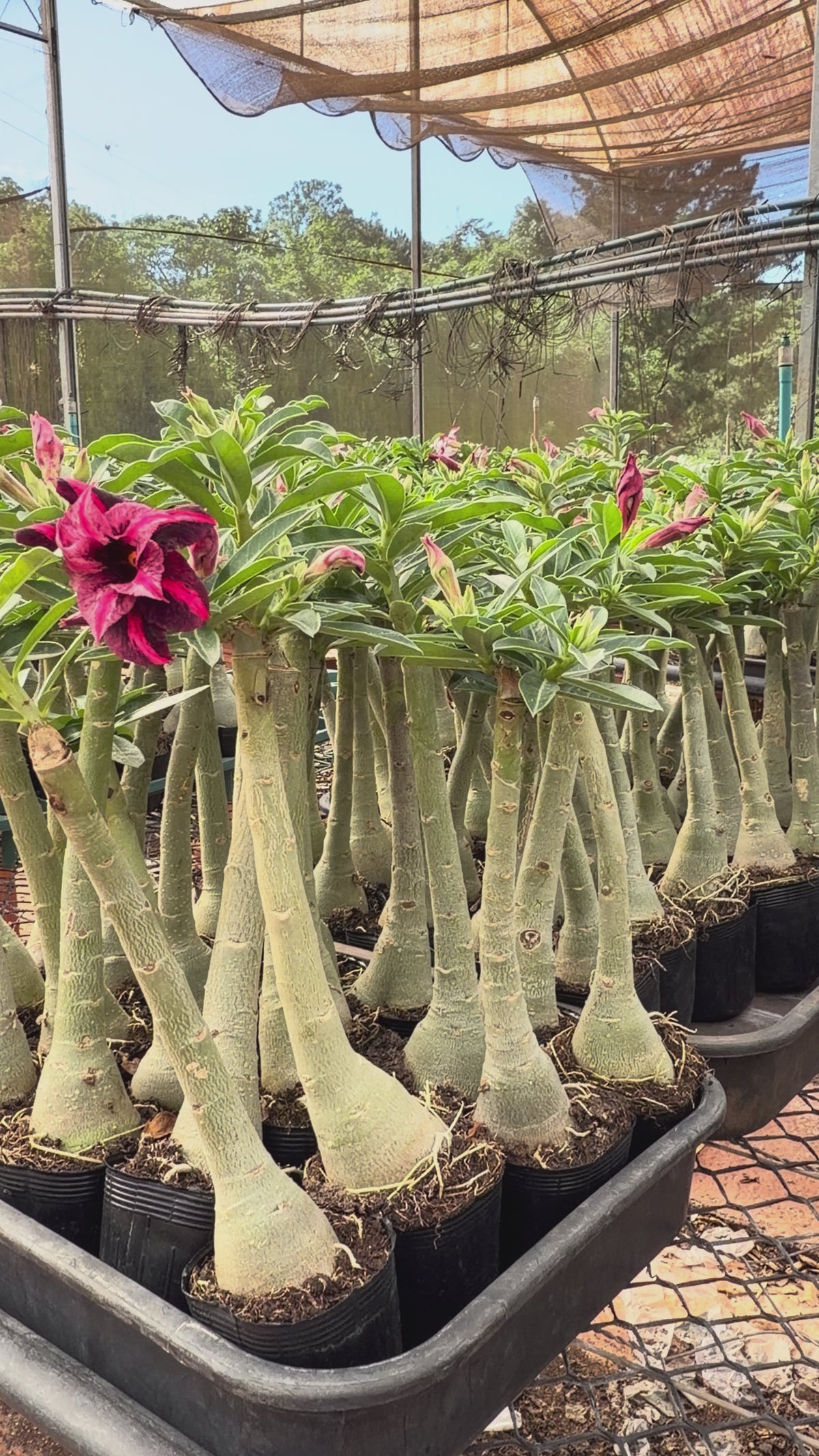 Rosa do Deserto - GM STAR SWIRLS