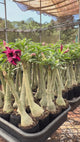 Rosa do Deserto - GM STAR SWIRLS