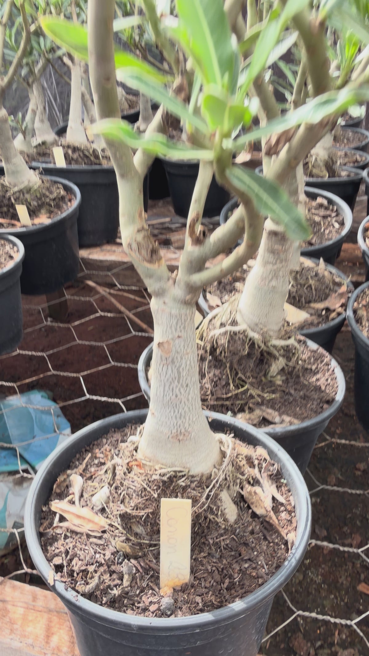 Rosa do Deserto - ENXERTO ADULTO -  CANAN 23