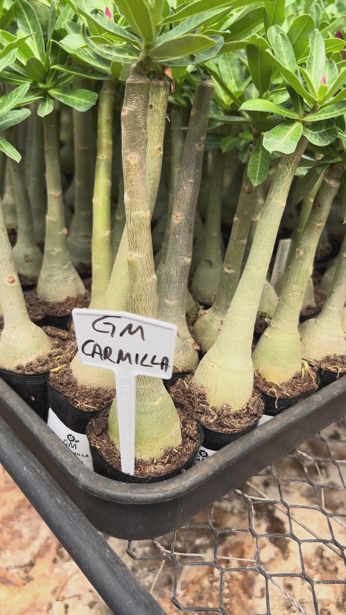 Rosa do Deserto - GM CARMILLA
