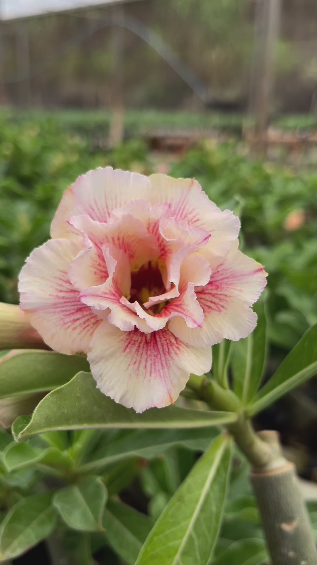 0196 - Rosa do Deserto - LM 23