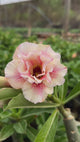 0196 - Rosa do Deserto - LM 23