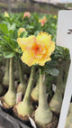 Rosa do Deserto - GM ZOLTY ( FLOR TRIPLA )