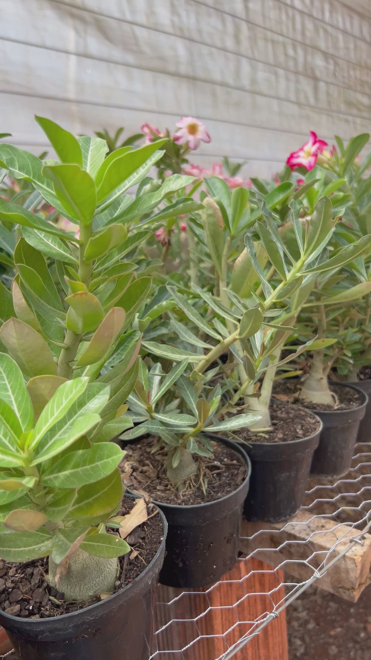 KIT 10 Plantas de Semente Cores Sortidas ( Não é possível a escolha de cores )