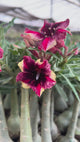 Rosa do Deserto - CAPIXABA ( BUQUE PERFUMADO )