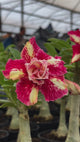 Rosa do Deserto - MILEIDE