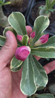 Rosa do Deserto - MEETING LOVE ( VARIEGATA )
